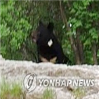 반달가슴곰,금오산,김천