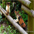 의견,서울,길고양이,재개발,보호조,고양이,서울시,지역