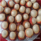 리치,섭취,공복