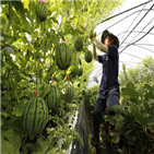 애플수박,농가,수박