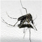 뎅기열,사망자,확진,브라질