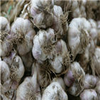 마늘,고흥,피해