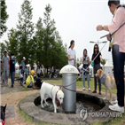 고양이,장터,판매