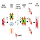심근세포,유전자,손상,심근줄기세포