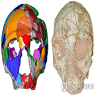 두개골,발견,현생인류,21만,동굴,유럽,연구팀