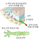 노폐물,뇌막,림프관,배출