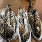 호랑이,베트남,사체