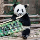 말레이시아,이름,새끼,중국