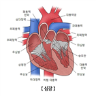 심근세포,세포,심장,심외막,심근,손상