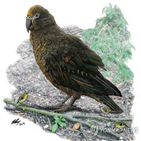 앵무새,화석,뉴질랜드