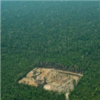 아마존,파괴,브라질,열대우림,면적,기금,정부
