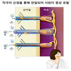 단백질,시린,상아질,이용,규명,연구팀