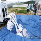 베트남,마리,돼지