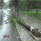태풍,피해,이날,상황,대책,모습,북한