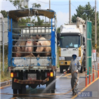 북한,방역,돼지열병