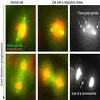 복제,염색체,세포,스트레스,유사분열