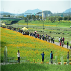 노란꽃잔치,개막,황룡강