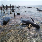 고래,고립,사부섬