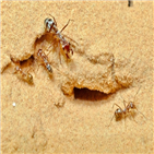 개미,초당,속도