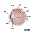 맥락막,간접흡연,아이,두께,노출