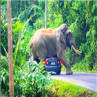 코끼리,승용차,국립공원,카오야