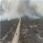산불,브라질,생태계,피해