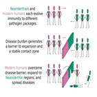 현생인류,네안데르탈인,질병,연구팀,레반트