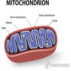미토콘드리아,돌연변이,세포핵,유전자,초파리,세포