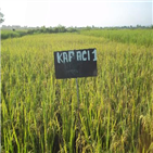 품종,활용,아프리카