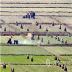 북한,생산량,증가,지난해,올해