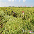 달러,북한,지난해