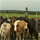 수출,브라질,돼지고기,소고기