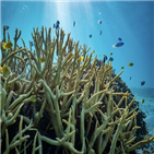 산호초,어류,영향,바닷물,행동,연구