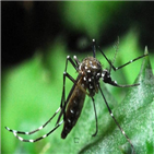 뎅기열,환자,브라질,지난해