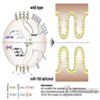 아고,바이러스,단백질