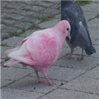비둘기,분홍색,세상,분홍