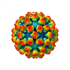 노로바이러스,캡시드,바이러스,돌기,백신,감염,논문