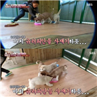 자막,동물농장,사과