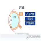 간상세포,피부세포,광수용체,망막,연구팀,망막세포