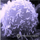 세포,코로나19,면역세포,연구팀,사이토카인