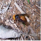 장수말벌,꿀벌,말벌,발견,아시아,워싱턴주