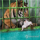 동물원,오랑우탄,동물,인도네시아,운동