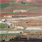 북한,곡물,코로나19