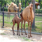 거봉,서울대공원,임신,낙타