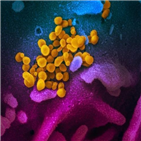 변이,바이러스,연구,미국