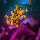 변이,바이러스,코로나19,연구