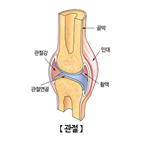 연골,하이드로젤,연구팀,특수