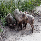 바이러스,돼지,사람,논문