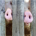 바이러스,중국,돼지독감