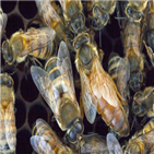 꿀벌,유전자,공격성,아프리카화,집단